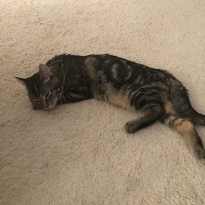 Meet your Posher, Amber